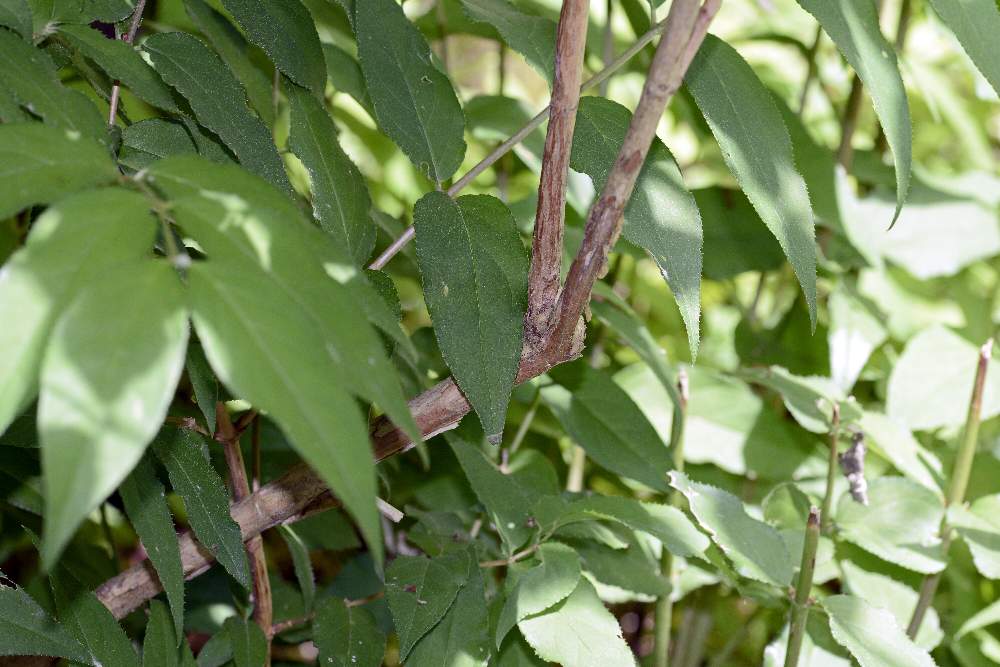 Bel fiore bianco su arbusto - Deutzia crenata